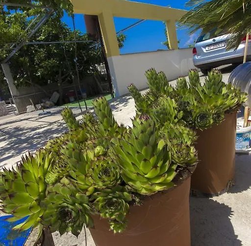 Zoran ピロヴァッツ